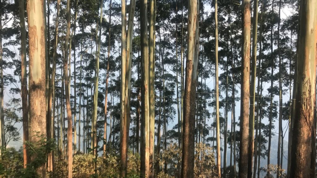 Pine forest around Kodaikanal.