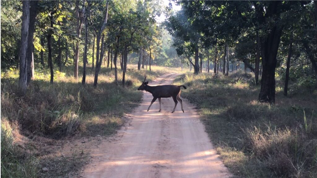 Khajuraho travel blog: Besides temples and historical sites, Khajuraho has a number of waterfalls and a safari in the nearby Panna Tiger Reserve.